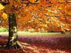Fall.jpg