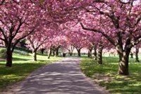 Cherry Blossoms.jpg