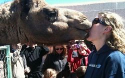 camel kiss.jpg