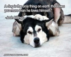 Dog pictures with quotes.jpg