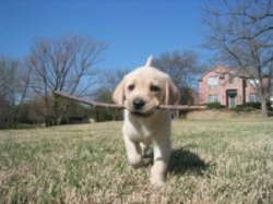puppy-fetch-300x224.jpg