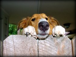 Dog_fence.jpg