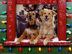 Christmas_Dogs_Wallpapers_03 (ChristmasWallpapersFree_blogspot_com).jpg