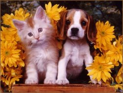 Dogs-and-Cats.jpg