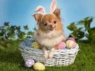 Bunny Chihuaha.jpg