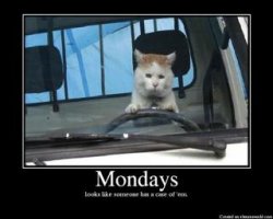 Case Of The Mondays Cat.jpg
