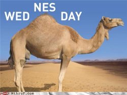 Wednesday Camel.jpg