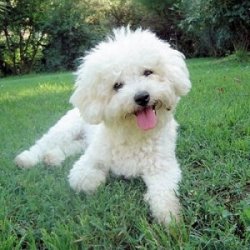 Bichon Frise.jpg