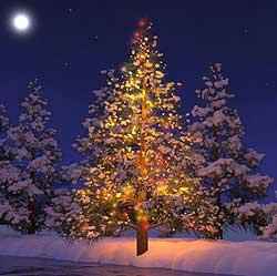 christmastree_snow250.jpg