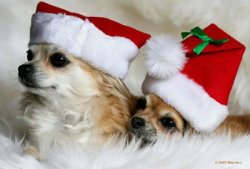 Xmas dogs.jpg