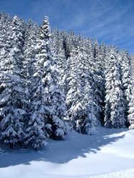 snowy_treesfrance2040.jpg