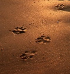 Paw prints.jpg