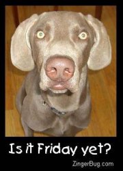 is_it_friday_yet_dog_photo.jpg