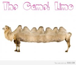 camel limo.jpg