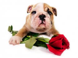 mom-dog-card-sentimental.jpg