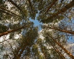 9091522-vue-du-dessous-des-pins-a-la-cime-des-arbres-contre-le-ciel.jpg