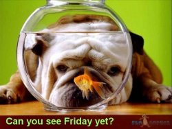 Funny-Animals-Can-you-see-Friday-yet.jpg