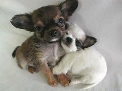 hugging-dogs.jpg