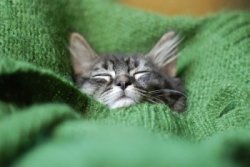 sweet-dreams-kitty-350x233.jpg