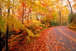 Fall.jpg