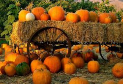 Pumpkins.jpg