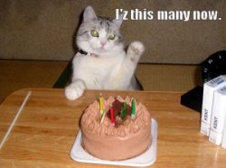 BirthdayCat-300x223.jpg
