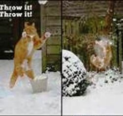 cat snowball hit.jpg