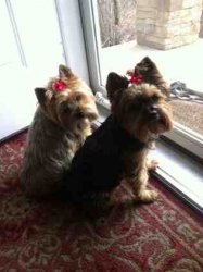 ImageUploadedByTapatalk1365432095.006078.jpg ImageUploadedByTapatalk1365432095.006078.jpg