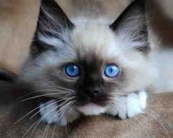 ImageUploadedByTapatalk1370300949.251513.jpg