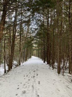 trail.jpg