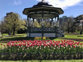 tulips in may, halifax.jpg