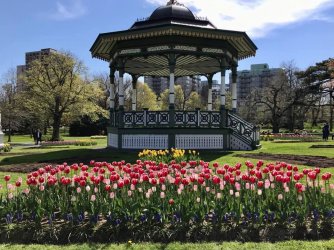 tulips in may, halifax.jpg