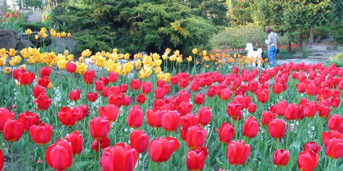 tulips in spring.jpg