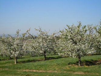 apple blossoms.jpg