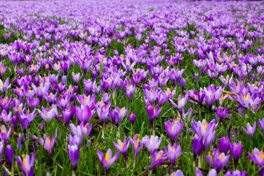 crocus-flowers-.jpg