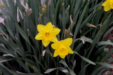 poking above ground.jpg