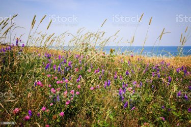 wild flowers by the ocean.jpg