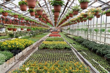 flowers-inside-garden-greenhouse-spring.jpg