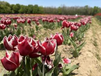 tulip garden..jpg