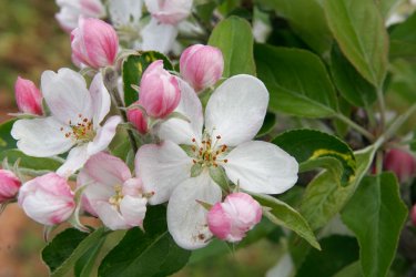 Apple_blossoms.jpg