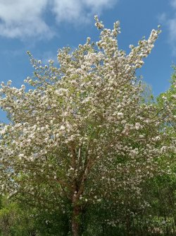 apple blossums in LP.jpg