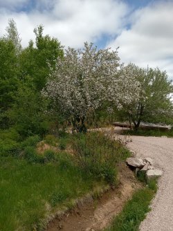 apple tree on lane.jpg