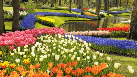 spring flowers in park.jpg