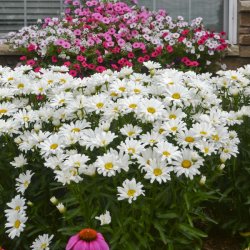 daisy garden.jpg