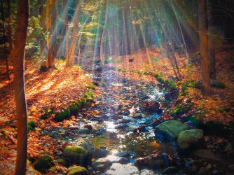 autumn-in-canada-sunlight-forest.jpg