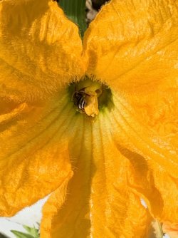 bees.jpg