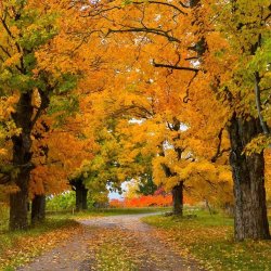 annapolis valley in fall.jpg