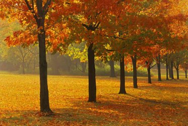 sugar-maple-trees-in-autumn.jpg