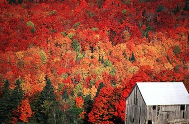 fall_foliage_new_brunswick.jpg