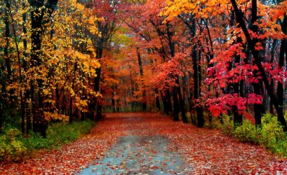 fall pic.jpg